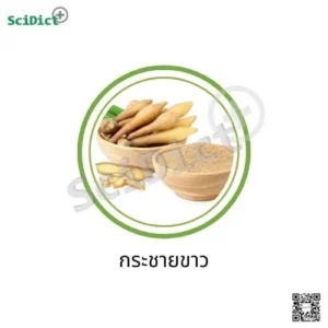 กระชายขาวแห้ง(กระชายเหลือง)