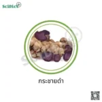 กระชายดำ