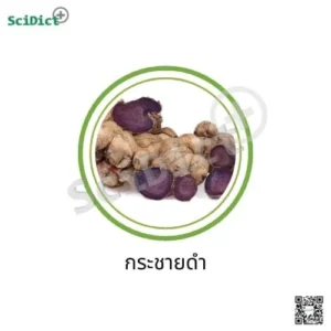 กระชายดำ