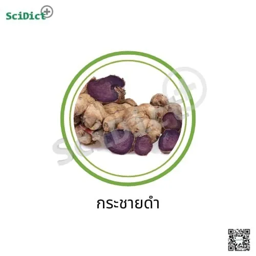 กระชายดำ