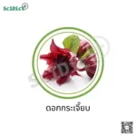 กระเจี๊ยบแดง