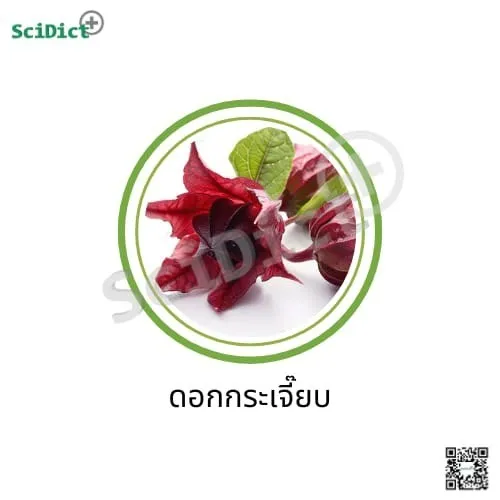 กระเจี๊ยบแดง